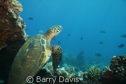 This turtle came up off the bottom at just the right time... by Barry Davis 